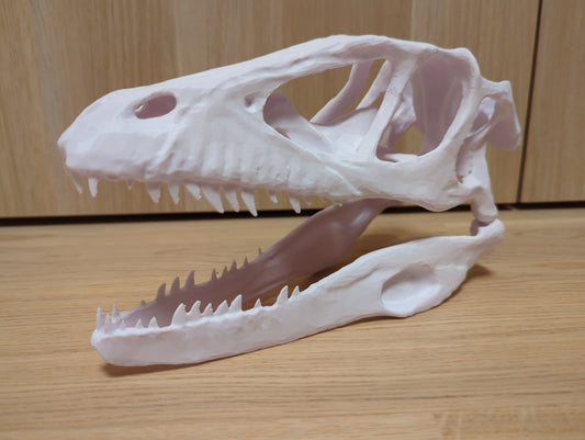 Deinonychus Antirrhopus Hodeskalle (Replika)